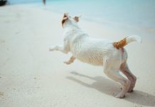 Vacanze nelle Marche con il cane