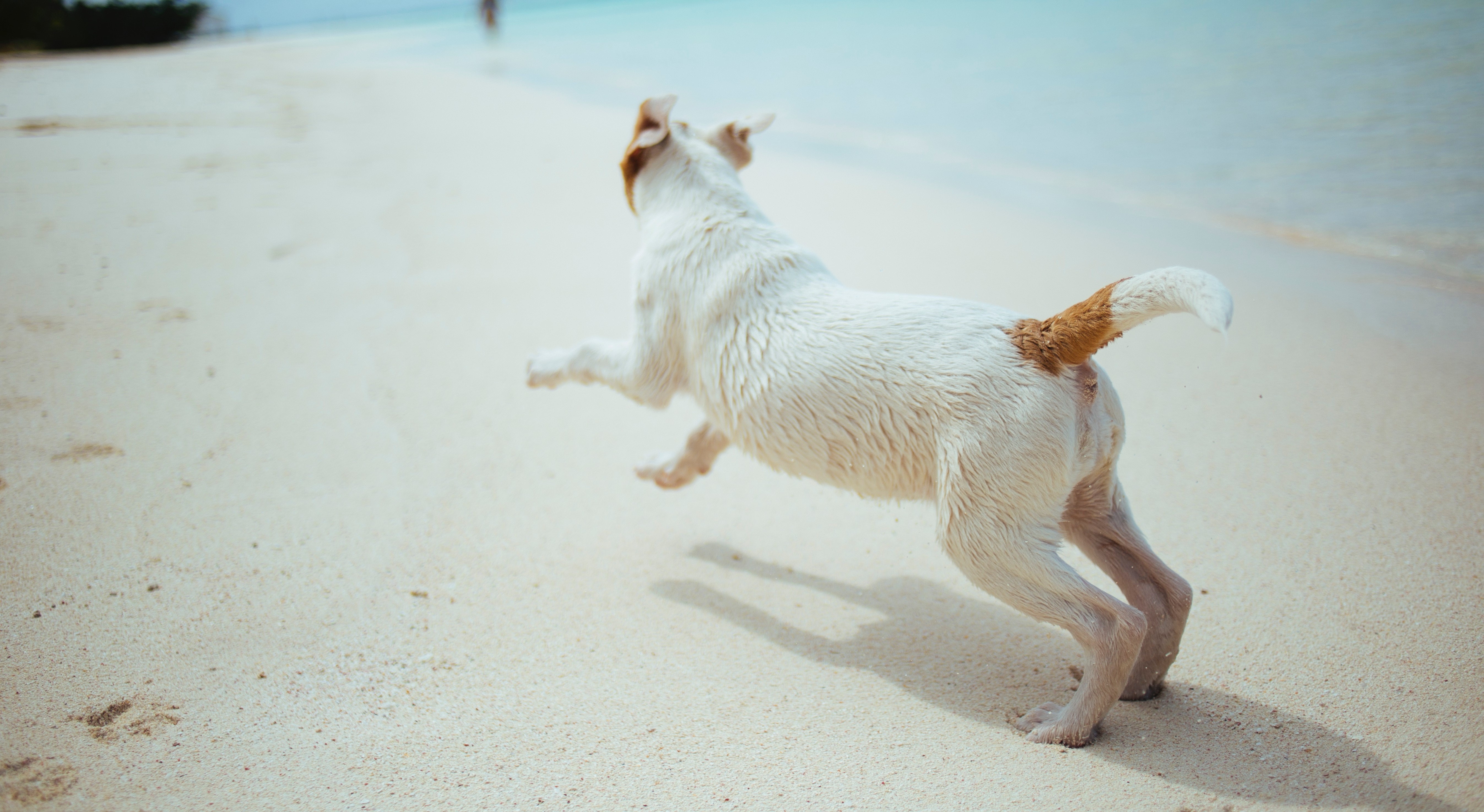 Con Il Cane In Spiaggia Record Di Multe In Riviera