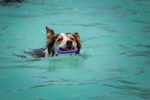 scegliere piscina per cani