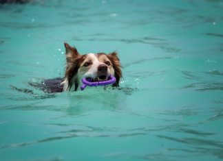 scegliere piscina per cani