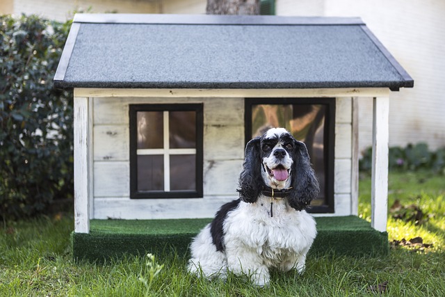 Cuccia Cane Come Scegliere