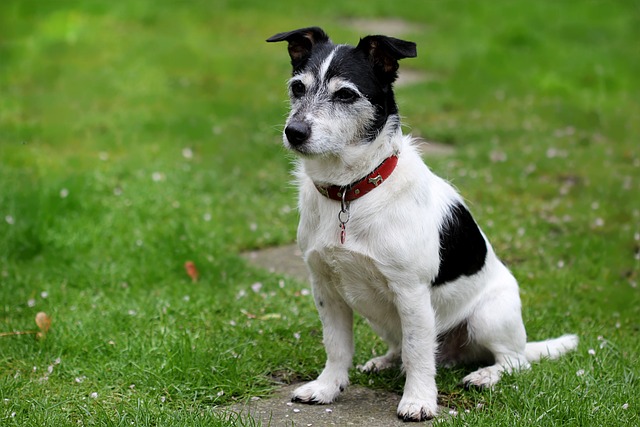 Cane Razza Jack Russell Terrier