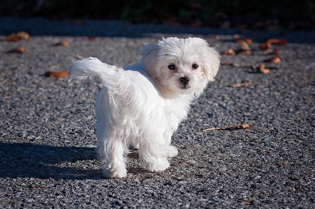 Cane Razza Maltese