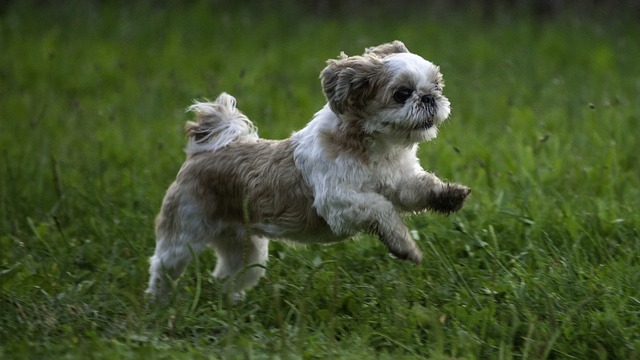 Shih Tzu Razza Cane