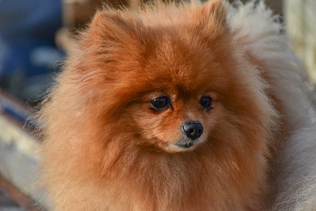 Razza Pomerania