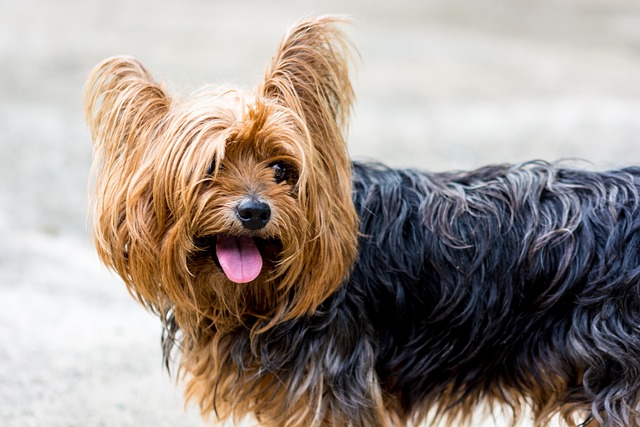 Yorkshire Terrier Foto