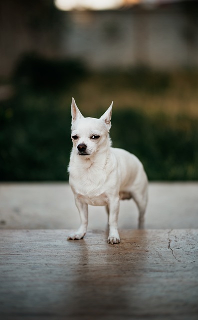 Chihuahua caratteristiche e carattere