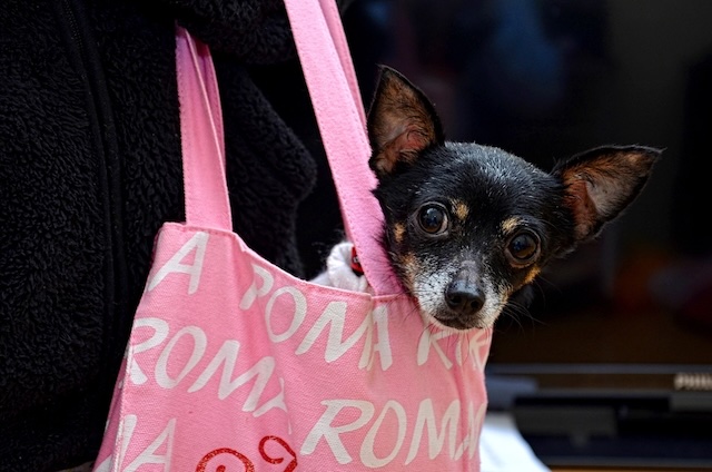 Glamour Chihuahua nella borsa