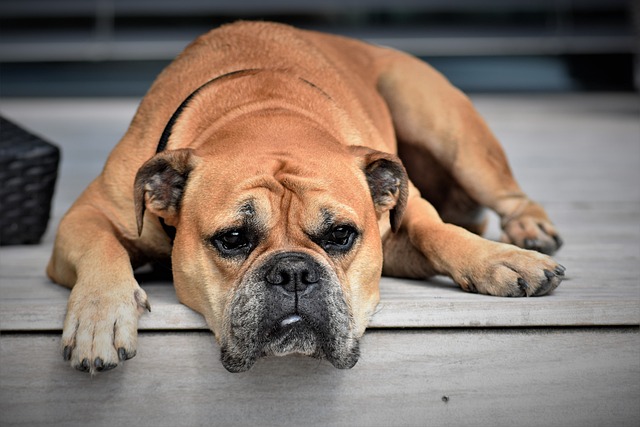 Nomi per cani unici