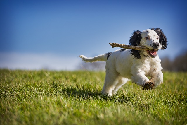 Nomi per cani giocherelloni