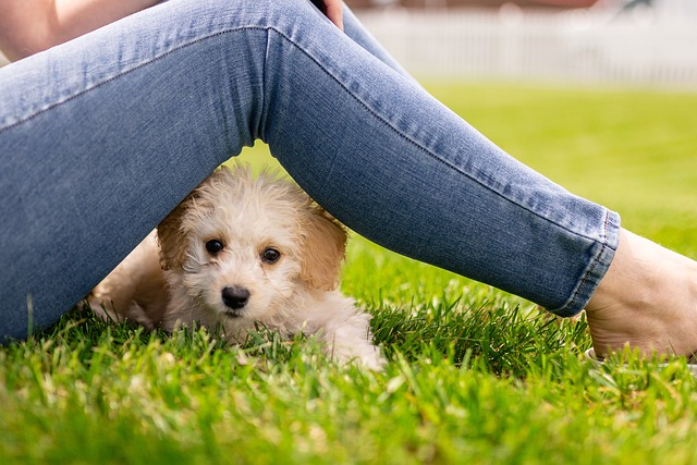 Nomi per cani dolci e affettuosi