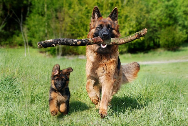 Nomi per cani attivi e avventurosi