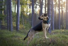 trekking con il cane nelle Marche