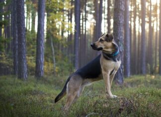 trekking con il cane nelle Marche